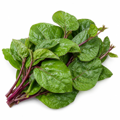 Malabar Spinach Red Seeds | Heat-Tolerant Climbing Leafy Vegetable (WINTER/SUMMER)