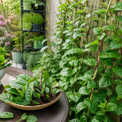 Malabar Spinach Red Seeds | Heat-Tolerant Climbing Leafy Vegetable (WINTER/SUMMER)