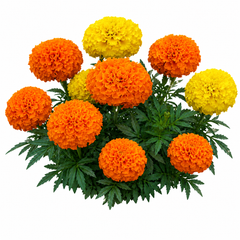 Marigold Crackerjack Seeds - Mix