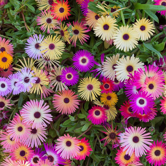 Mesembryanthemum Ice plant 1 green garden