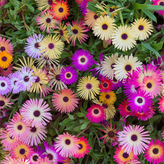 Mesembryanthemum Ice plant 1 green garden