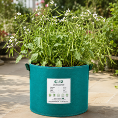Mongray radish plant with fresh green edible pods – 100g winter radish pod seeds for home gardening in Pakistan
