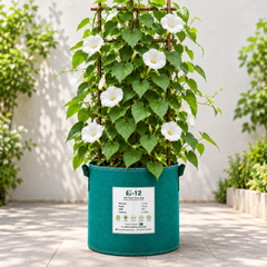 Moonflower Ipomoea alba with large pure-white trumpet-shaped evening-opening flowers climbing on trellis – summer flowering vine seeds in Pakistan