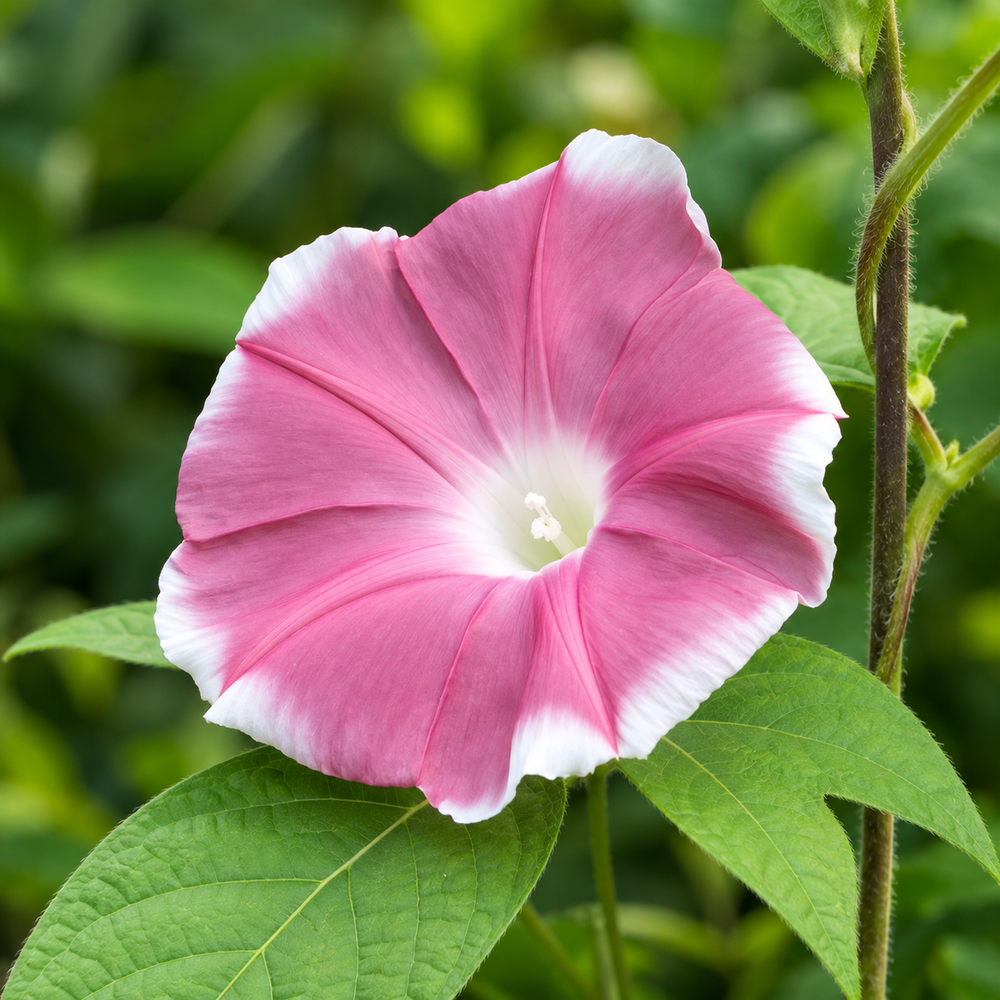 Morning Glory Chocolate Ipomoea nil vine with large chocolate-rose to mauve trumpet-shaped flowers – summer climbing flower seeds for trellises balconies pots and grow bags in Pakistan