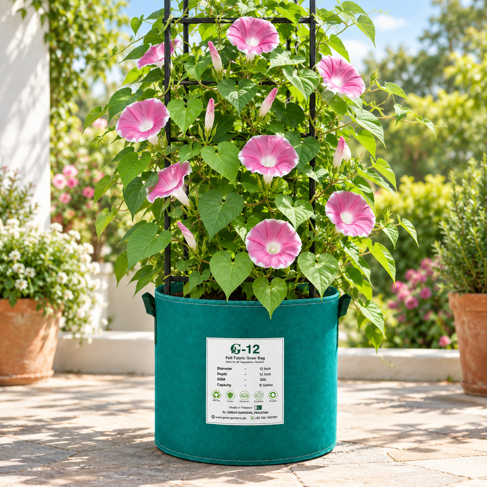 Morning Glory Chocolate Ipomoea nil vine with large chocolate-rose to mauve trumpet-shaped flowers – summer climbing flower seeds for trellises balconies pots and grow bags in Pakistan