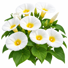 Convolvulus tricolor White Ensign Dwarf Morning Glory with elegant white funnel-shaped flowers and contrasting yellow centre – summer flower seeds for beds borders pots and grow bags in Pakistan