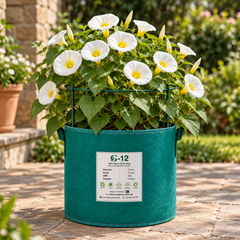 Convolvulus tricolor White Ensign Dwarf Morning Glory with elegant white funnel-shaped flowers and contrasting yellow centre – summer flower seeds for beds borders pots and grow bags in Pakistan