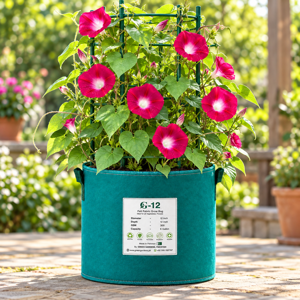 Morning Glory Crimson Rambler vine with rich crimson-red trumpet-shaped flowers – summer climbing flower seeds for trellises balconies pots and grow bags in Pakistan