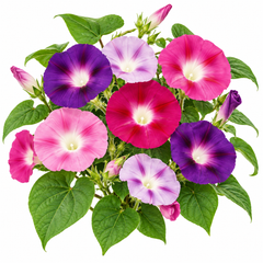 Morning Glory Field Grown Mix vines with colourful mixed trumpet-shaped flowers – summer climbing flower seeds for trellises balconies pots and grow bags in Pakistan