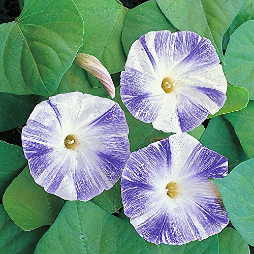 Morning Glory Seeds - Flying Saucer (SUMMER)