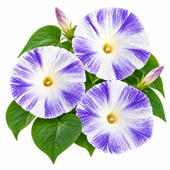 Morning Glory Flying Saucer vine with large white trumpet-shaped flowers streaked and marbled with sky-blue – summer climbing flower seeds for trellises balconies pots and grow bags in Pakistan