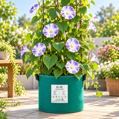 Morning Glory Flying Saucer vine with large white trumpet-shaped flowers streaked and marbled with sky-blue – summer climbing flower seeds for trellises balconies pots and grow bags in Pakistan