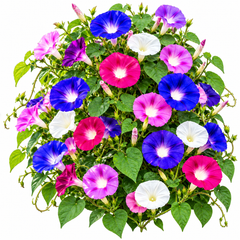 Morning Glory Imperial Mix vines with colourful mixed trumpet-shaped flowers – summer climbing flower seeds for trellises balconies pots and grow bags in Pakistan