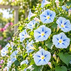 Morning Glory Ismay Ipomoea tricolor vine with pastel-blue trumpet-shaped flowers featuring a deep blue star and yellow throat – summer climbing flower seeds for Pakistan