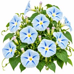 Morning Glory Ismay Ipomoea tricolor vine with pastel-blue trumpet-shaped flowers featuring a deep blue star and yellow throat – summer climbing flower seeds for Pakistan
