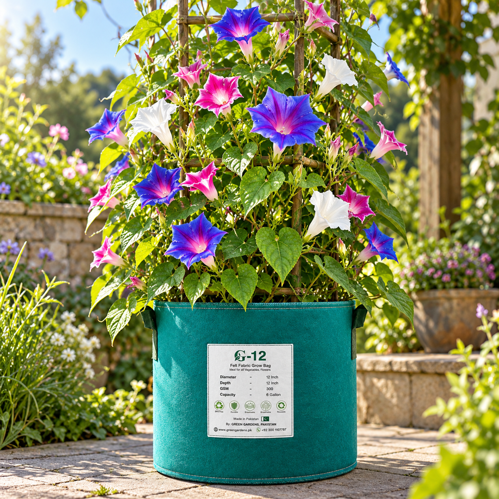 Morning Glory Kikyo Zaki Mix vine with colourful Japanese-style star-shaped and deeply lobed flowers – summer climbing flower seeds for trellises balconies pots and grow bags in Pakistan
