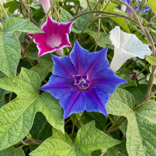 Morning Glory Seeds - Kikyo Zaki Mix (SUMMER)