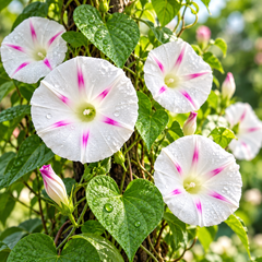 Morning Glory Milky Way Tricolor vine with attractive white and blue-violet trumpet-shaped flowers – summer climbing flower seeds for trellises balconies pots and grow bags in Pakistan