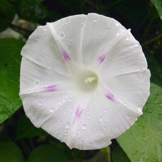 Morning Glory Seeds - Milky Way Tricolor (SUMMER)