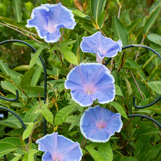 Morning Glory Seeds - Morning Call Blue & White Picotee {SUMMER}