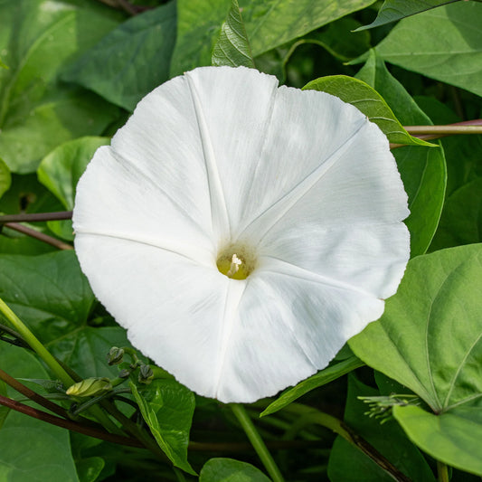 Morning Glory Seeds - Pearly Gates (SUMMER)