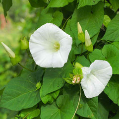 Morning Glory Seeds - Pearly Gates (SUMMER)