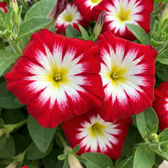 Morning Glory Seeds - Convolvulus Tricolor Red (SUMMER)