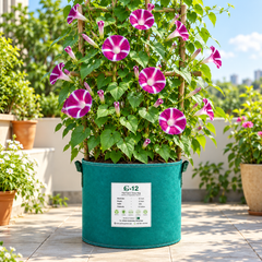 Morning Glory Rosita vine with rosy-pink to magenta trumpet-shaped flowers – summer climbing flower seeds for trellises balconies pots and grow bags in Pakistan