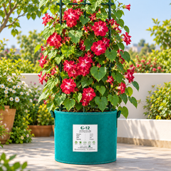 Morning Glory Ruffled Red vine with rich red trumpet-shaped flowers and decorative ruffled edges – summer climbing flower seeds for trellises balconies pots and grow bags in Pakistan