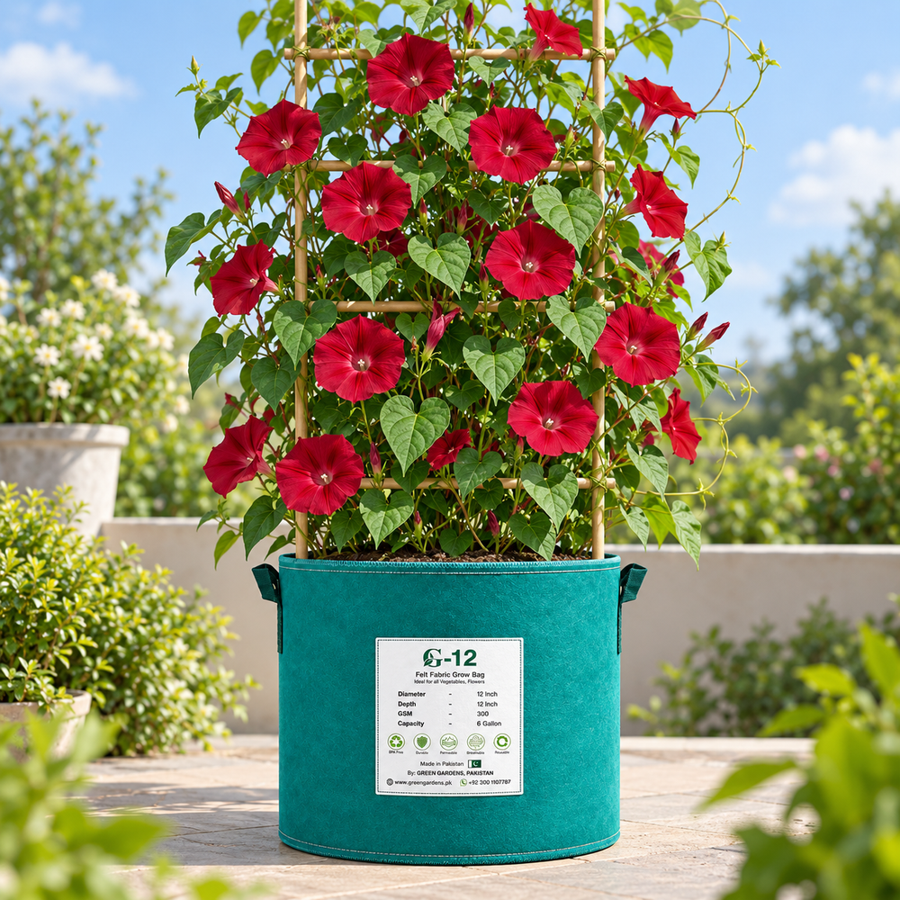 Morning Glory Scarlett O'Hara Ipomoea nil vine with rich crimson-red trumpet-shaped flowers and pale throat – summer climbing flower seeds for trellises balconies pots and grow bags in Pakistan
