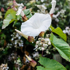 Moonflower Seeds - Ipomoea Alba (SUMMER)