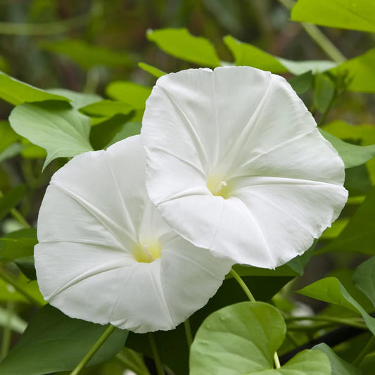Moonflower Seeds - Ipomoea Alba (SUMMER)