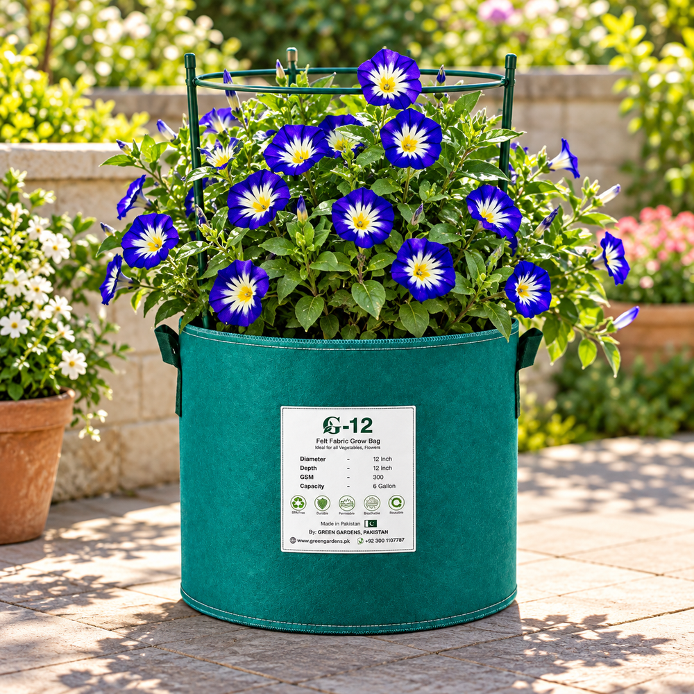 Convolvulus tricolor Royal Ensign Blue Dwarf Morning Glory with vivid royal-blue funnel-shaped flowers and contrasting centre – summer flower seeds for beds borders pots and grow bags in Pakistan
