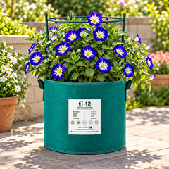 Convolvulus tricolor Royal Ensign Blue Dwarf Morning Glory with vivid royal-blue funnel-shaped flowers and contrasting centre – summer flower seeds for beds borders pots and grow bags in Pakistan