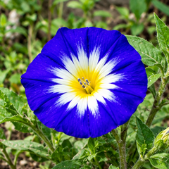 Convolvulus tricolor Royal Ensign Blue Dwarf Morning Glory with vivid royal-blue funnel-shaped flowers and contrasting centre – summer flower seeds for beds borders pots and grow bags in Pakistan