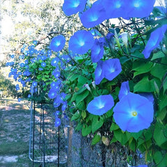 Morning Glory Seeds - Heavenly Blue (SUMMER)