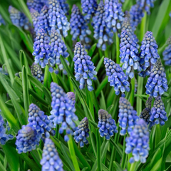 Muscari Bulbs - Blue (PACK OF 5)