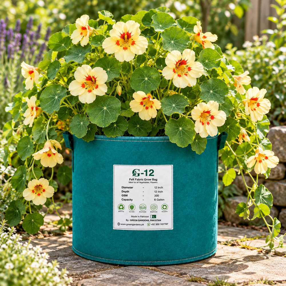 Nasturtium Peach Melba with creamy-yellow flowers featuring distinctive peach-red and dark-orange centre markings and rounded green foliage – dwarf winter flower seeds Pakistan