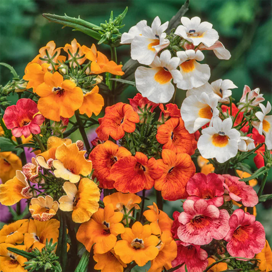 Nemesia_strumosa GREEN_GARDENS