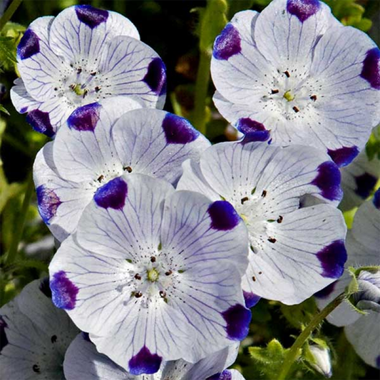 Nemophila_Maculata_Five_Spot_GREEN_GARDENS