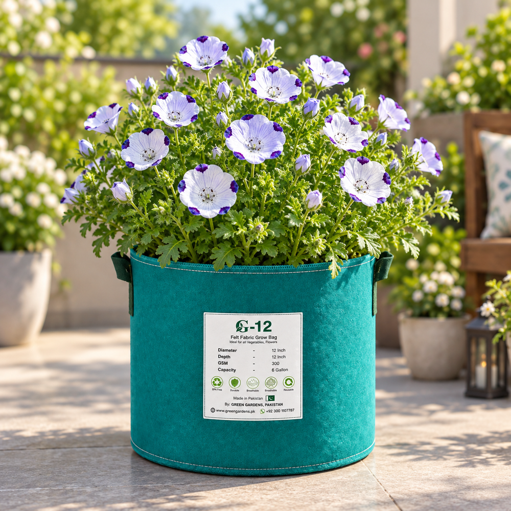 Nemophila maculata Five Spot with pale white flowers and distinctive violet-purple spots – winter flower seeds for gardens pots borders and grow bags in Pakistan