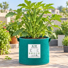 Desi Okra Ladyfinger Bhindi plant with tender dark-green elongated pods and pale-yellow flowers growing on healthy upright summer plants – vegetable seeds for kitchen gardens and grow bags Pakistan