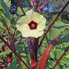 Okra (Red Burgundy) Seeds
لال بھنڈی