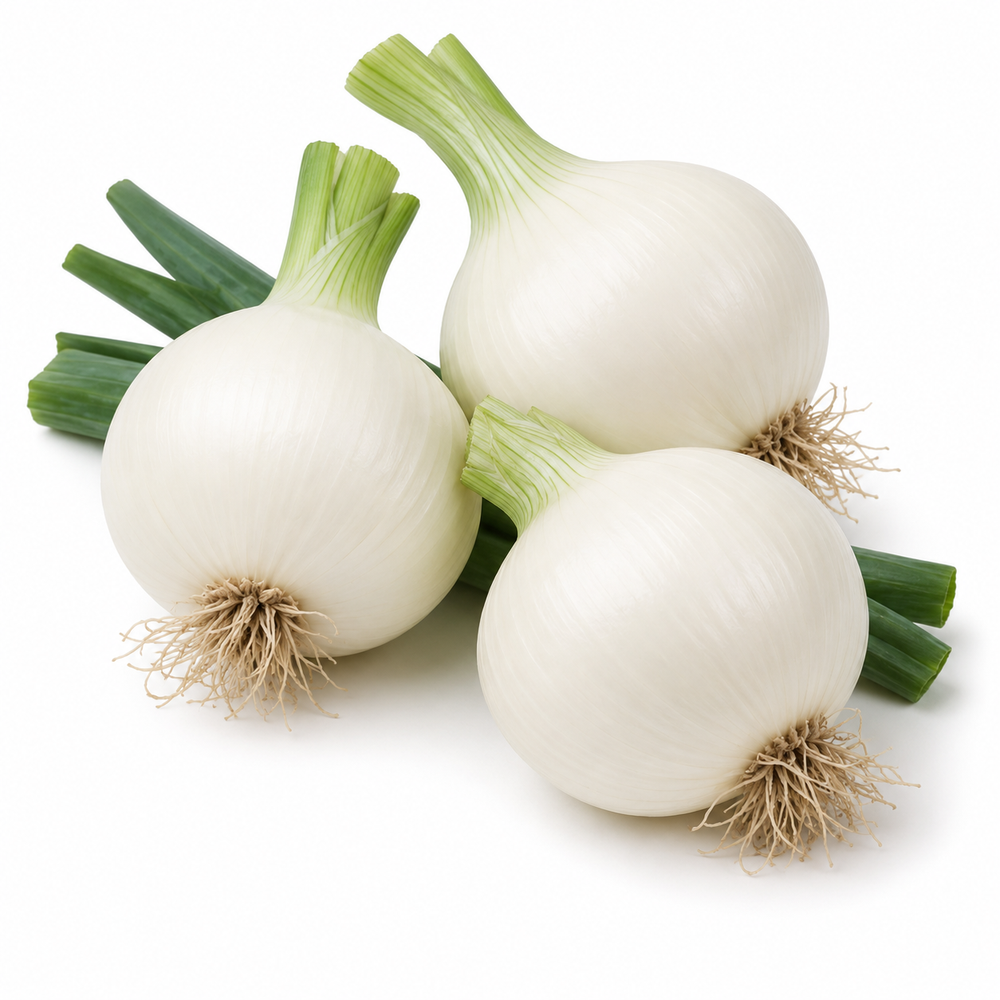 Large round Super White F1 Hybrid onions with bright white bulbs and healthy green tops – premium white onion seeds for winter gardening in Pakistan