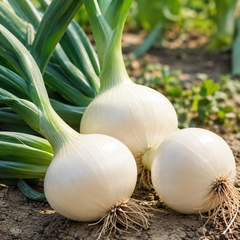 Large round Super White F1 Hybrid onions with bright white bulbs and healthy green tops – premium white onion seeds for winter gardening in Pakistan