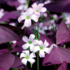 Oxalis Butterfly – Purple (PACK OF 5 BULBS)