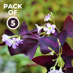 Oxalis Butterfly – Purple (PACK OF 5 BULBS)