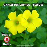 Oxalis Pes Caprea – Yellow (PACK OF 5 BULBS)