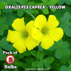 Oxalis Pes Caprea – Yellow (PACK OF 5 BULBS)