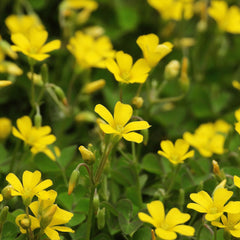 Oxalis Pes Caprea – Yellow (PACK OF 5 BULBS)